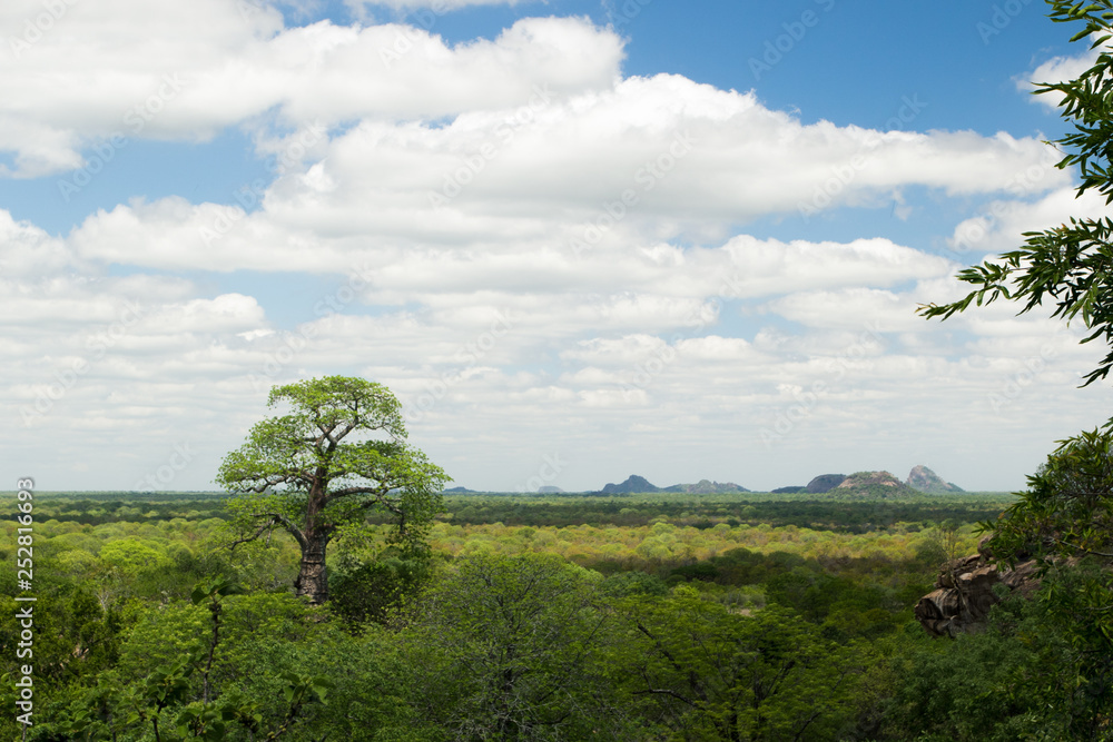 Baobab in the BVC