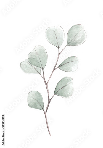 Silver dollar eucalyptus watercolor illustration