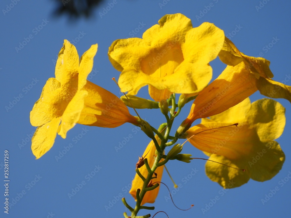 Obraz premium thong urai flowers are in the garden.