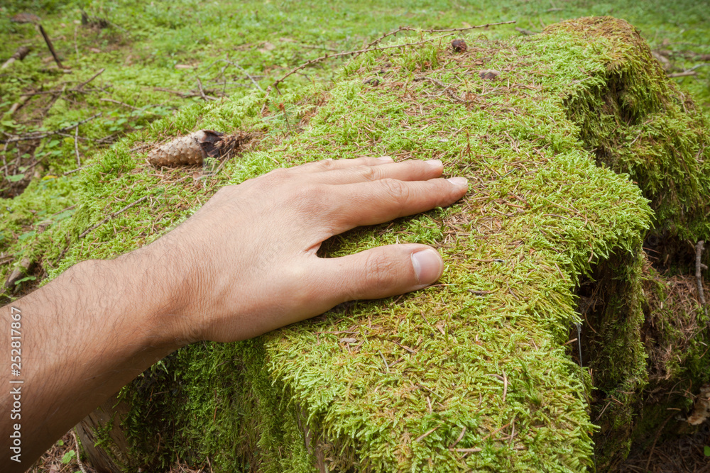 caressing a surface of green moss with an hand inside the forest