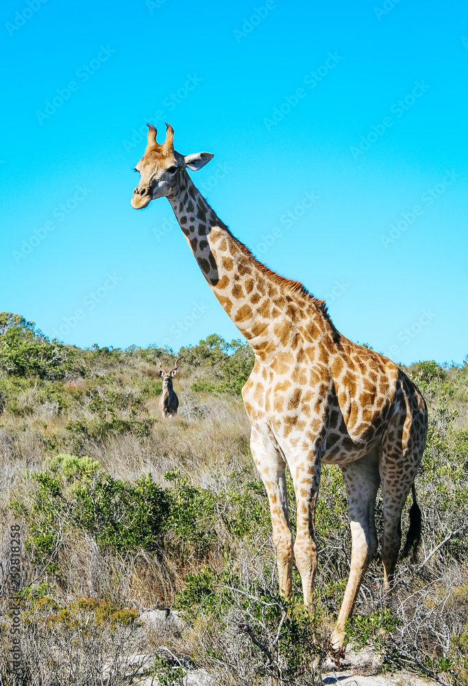 Obraz premium A young, wild baby giraffe and a kudu in standing in the Savannah of South Africa.