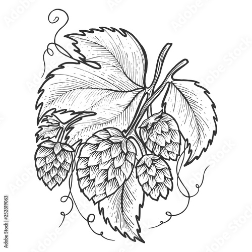 Hops plant engraving sketch vector illustration. Scratch board style imitation. Black and white hand drawn image.