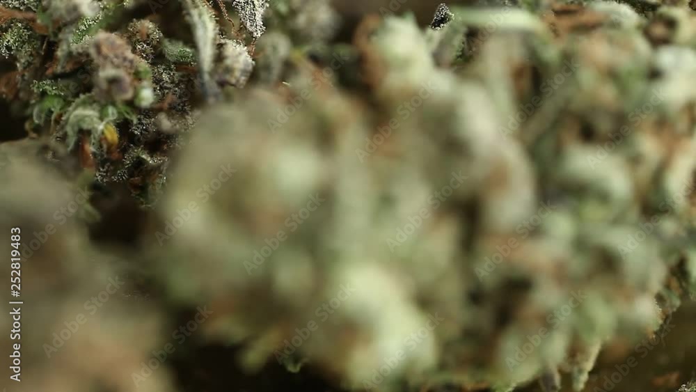 cannabis business concept. Medical Marijuana cannabis business concept. Medical Marijuana
