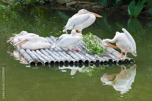 White Pelican (Pelecanus onocrotalus) also known as the Eastern White Pelican, Rosy Pelican or White Pelican is a bird in the pelican family