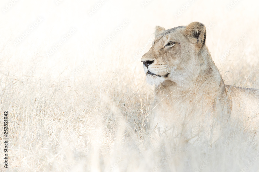 Fototapeta premium Light in the Grass