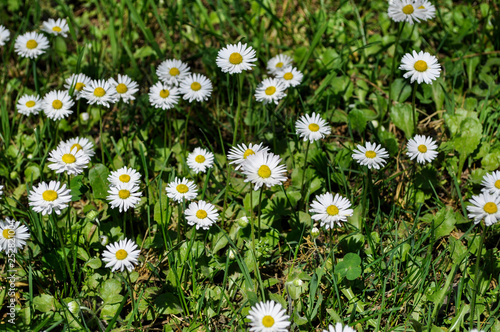 Common daisies in the meadow (macro). Bellis perennis flowers background