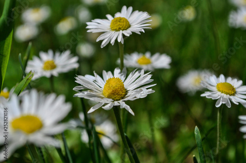 Common daisies in the meadow (macro). Bellis perennis flowers background © Darko