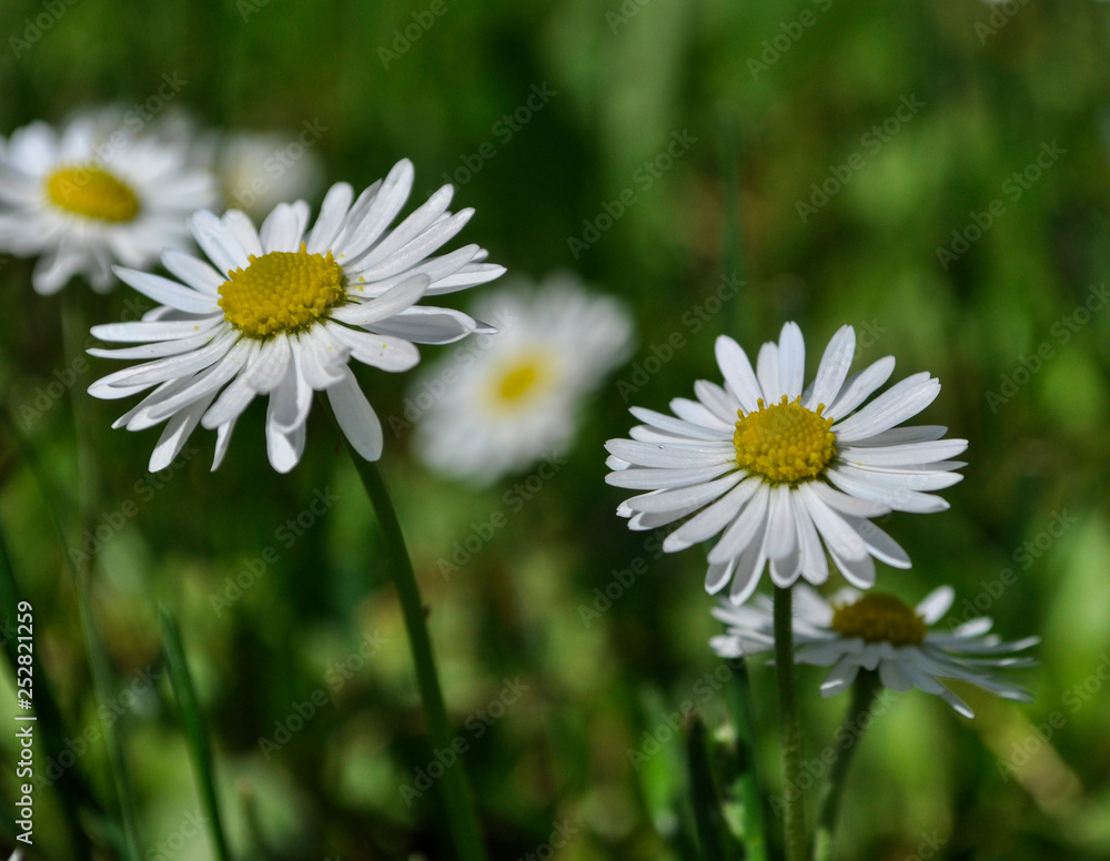 Common daisies in the meadow (macro). Bellis perennis flowers background Common daisies in the meadow (macro). Bellis perennis flowers background