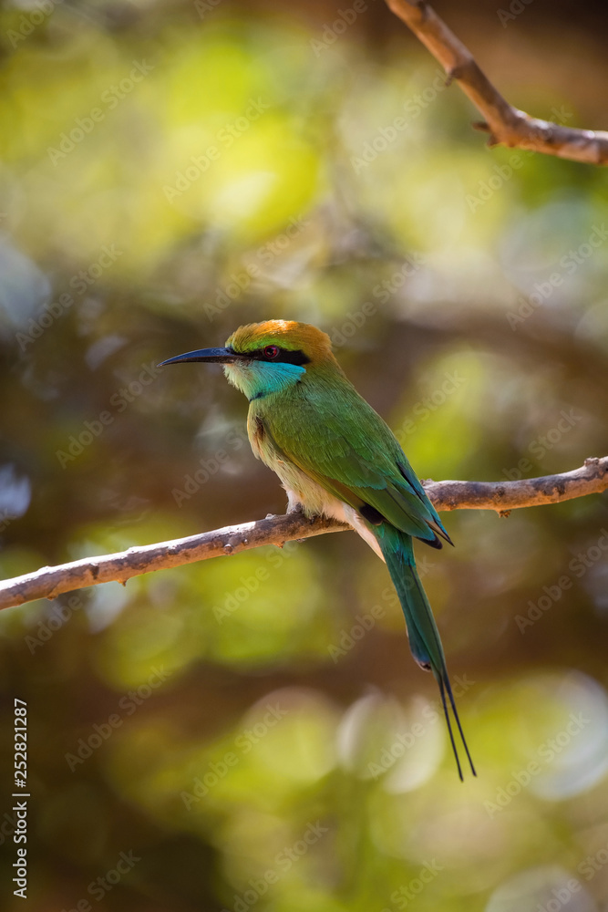 The Little Green Bee-eater, Merops orientalis is sitting on the twig, nice colorful background with interesting bokeh, Srí Lanka The Little Green Bee-eater, Merops orientalis is sitting on the twig, nice colorful background with interesting bokeh, Srí Lanka