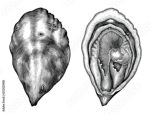 Antique engraving illustration of Oyster black and white clip art isolated on white background