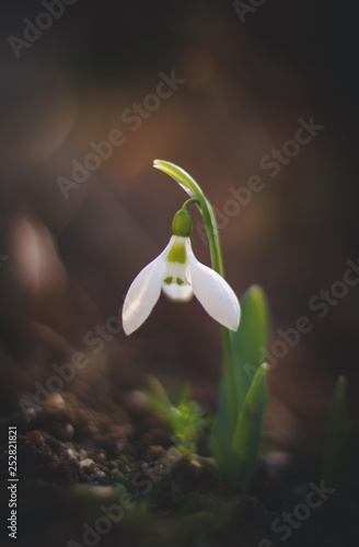 Snowdrop in the nature