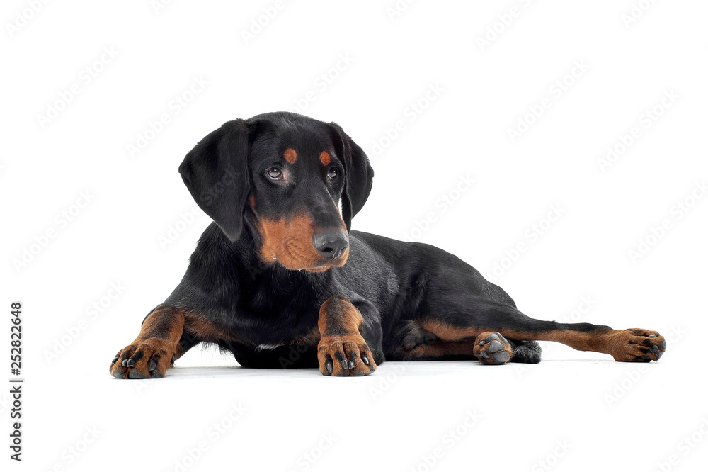 Studio shot of an adorable Erdélyi kopó looking curiously