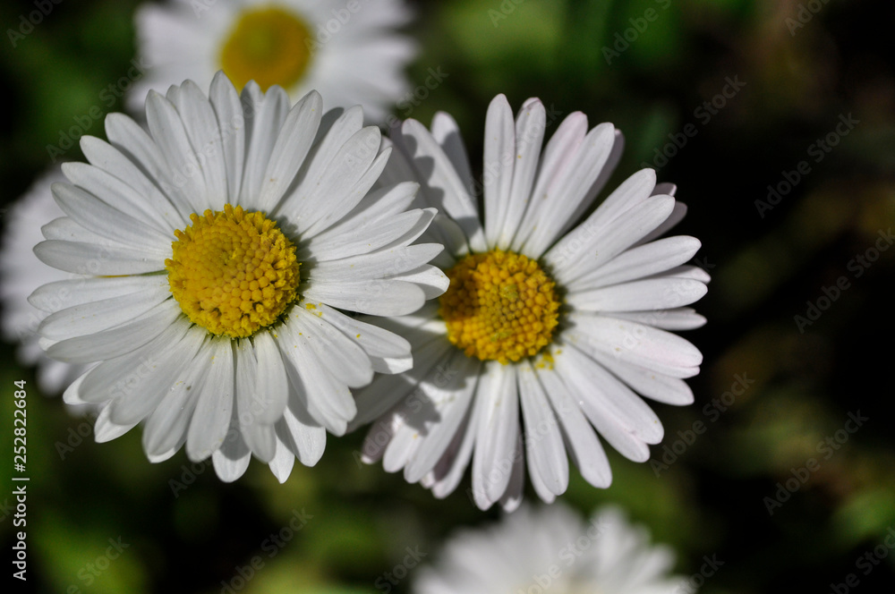 Common daisies in the meadow (macro). Bellis perennis flowers background Common daisies in the meadow (macro). Bellis perennis flowers background