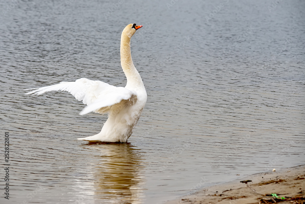 Swan spreading wings