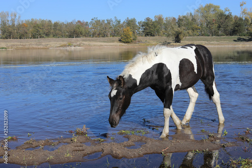 Pferd