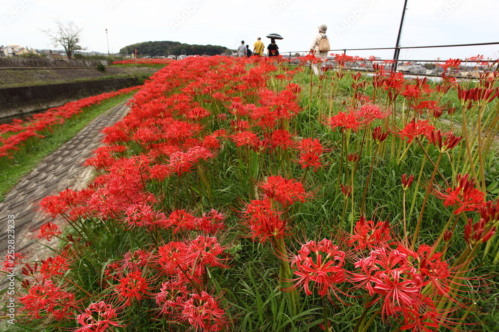 矢勝川の彼岸花