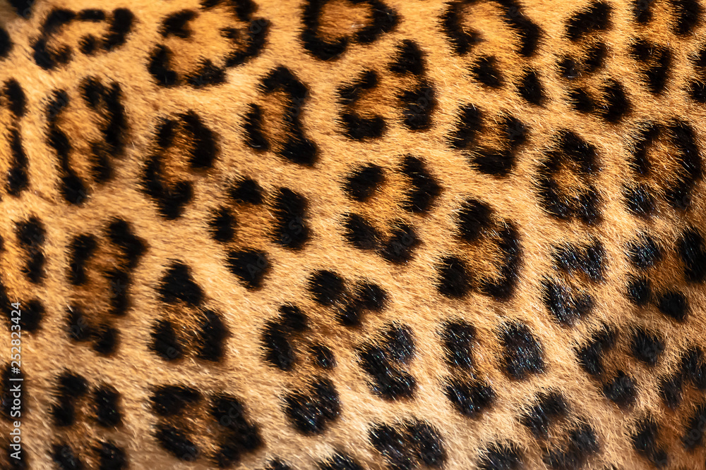 Detail skin of leopard. Detail skin of leopard.