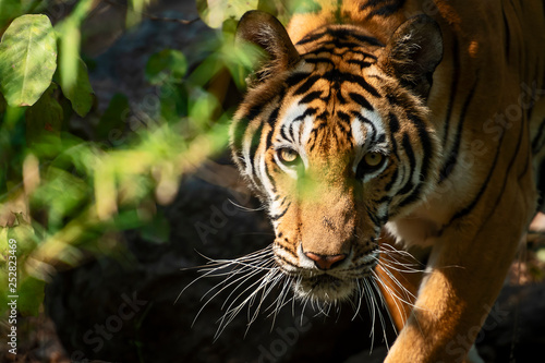 Fototapeta Naklejka Na Ścianę i Meble -  Portrait of tiger.