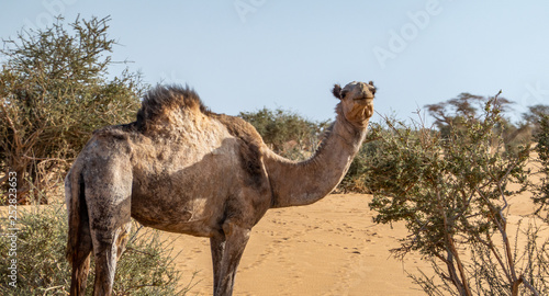 Camel in the desert of Sudan eating leaves of an acacia bush  sahara