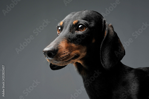 Portrait of an adorable black and tan short haired Dachshund