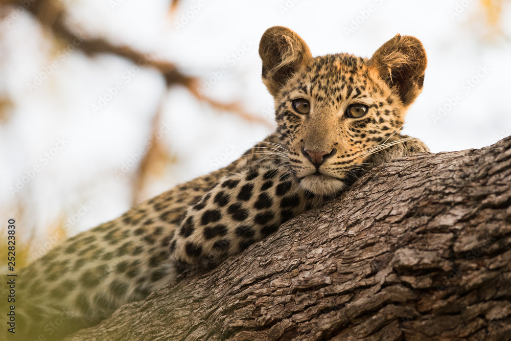 Fototapeta premium Awake