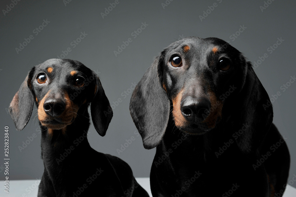 Fototapeta Two adorable black and tan short haired Dachshund looking curiously at the camera