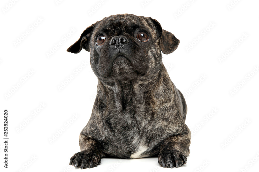 Studio shot of an adorable pug looking curiously at the camera
