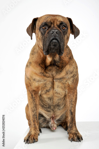 An adorable mixed breed dog sitting on white background