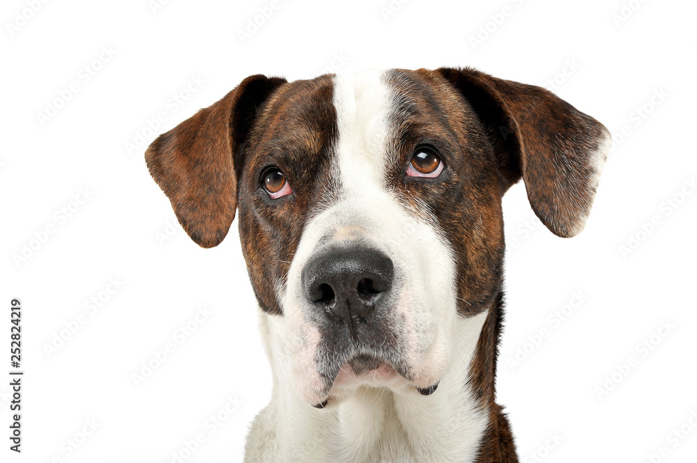 Portrait of an adorable mixed breed dog looking seriously at the camera Portrait of an adorable mixed breed dog looking seriously at the camera