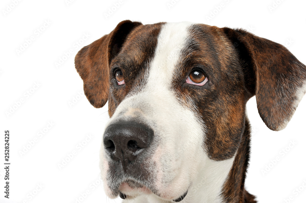 Portrait of an adorable mixed breed dog looking seriously Portrait of an adorable mixed breed dog looking seriously
