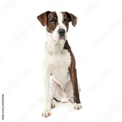 An adorable mixed breed dog sitting on white background © kisscsanad