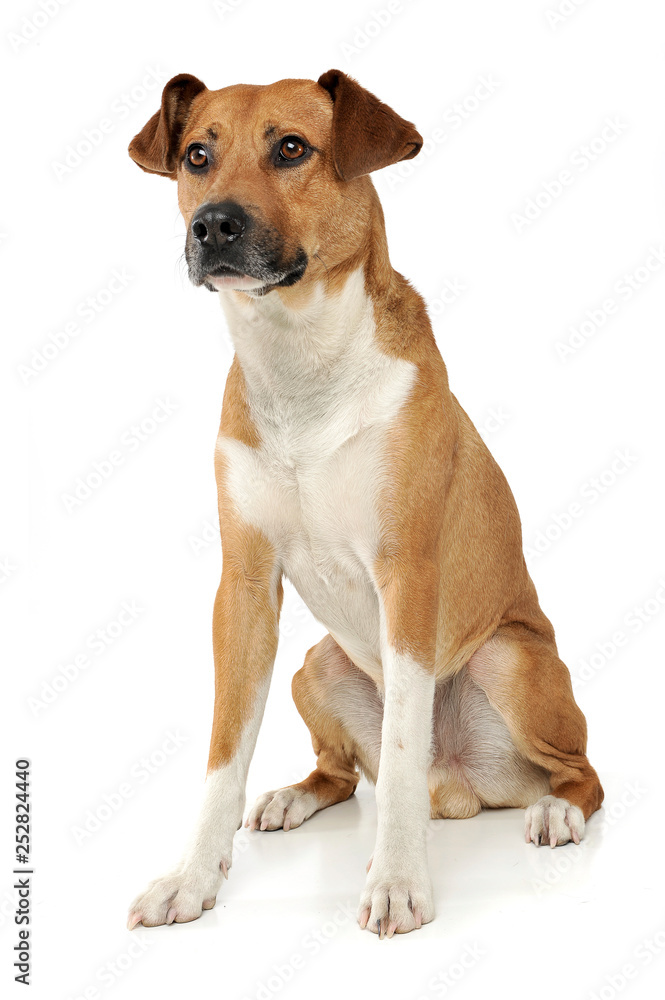 An adorable mixed breed dog sitting on white background An adorable mixed breed dog sitting on white background