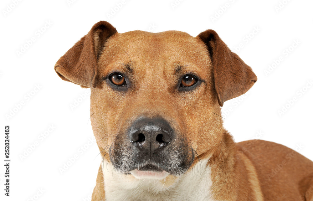 Portrait of an adorable mixed breed dog looking seriously at the camera Portrait of an adorable mixed breed dog looking seriously at the camera