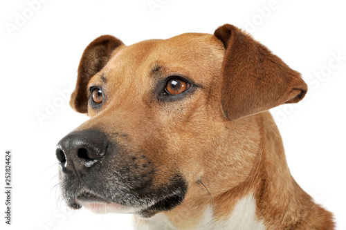 Portrait of an adorable mixed breed dog looking curiously