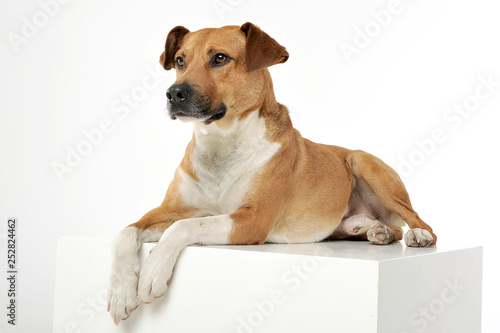 An adorable mixed breed dog lying on white background © kisscsanad