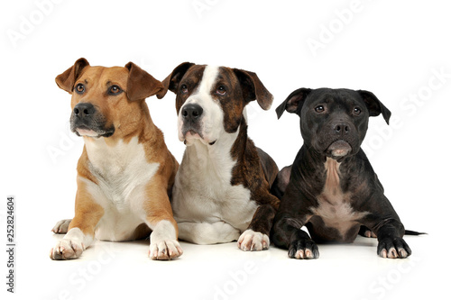 Studio shot of three adorable mixed breed dog looking curiously © kisscsanad
