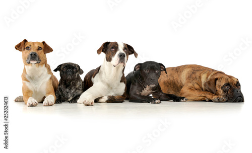 Studio shot of five adorable mixed breed dog looking curiously at the camera
