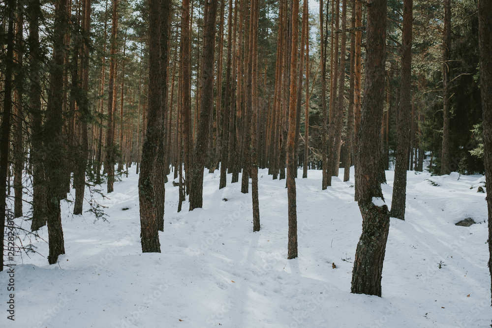 forest in winter forest in winter
