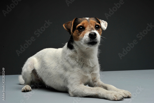 An adorable Parson Russell Terrier lying on grey background