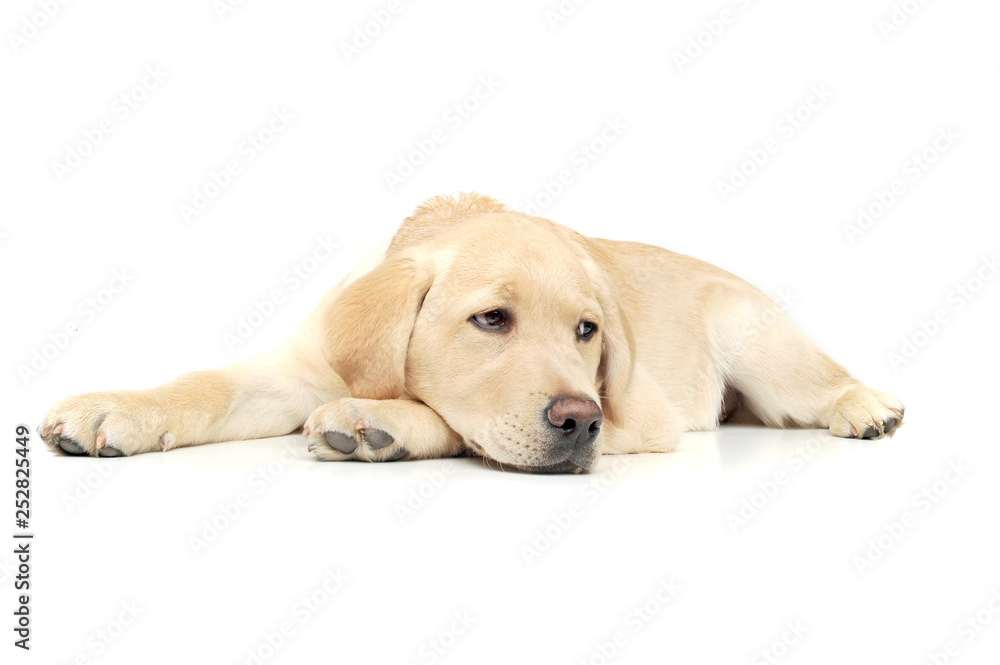 An adorable Labrador Retriever puppy lying sadly on white background. - obrazy, fototapety, plakaty 