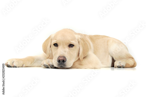 Fototapeta Naklejka Na Ścianę i Meble -  An adorable Labrador Retriever puppy looking sleepy at the camera