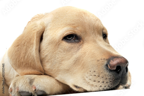 Portrait of an adorable Labrador Retriever puppy looking sad