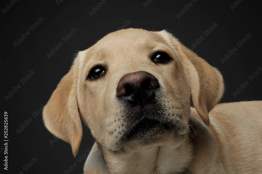 Portrait of an adorable Labrador Retriever puppy looking curiously at the camera Portrait of an adorable Labrador Retriever puppy looking curiously at the camera