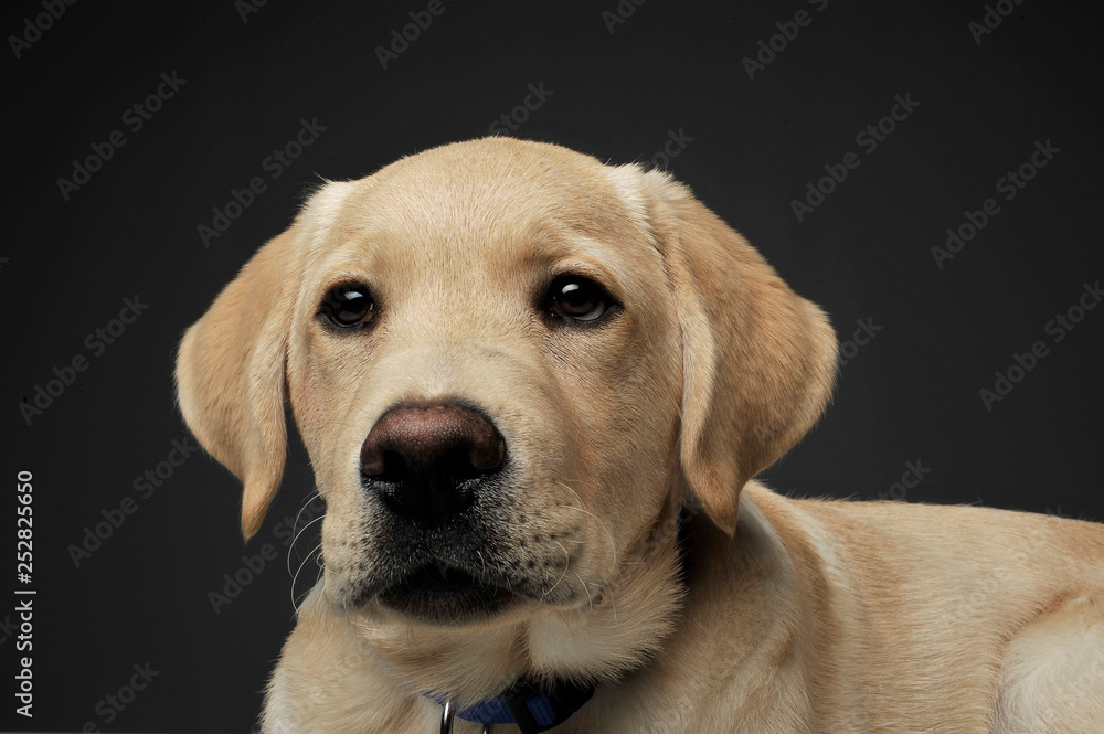Portrait of an adorable Labrador Retriever puppy looking curiously at the camera Portrait of an adorable Labrador Retriever puppy looking curiously at the camera