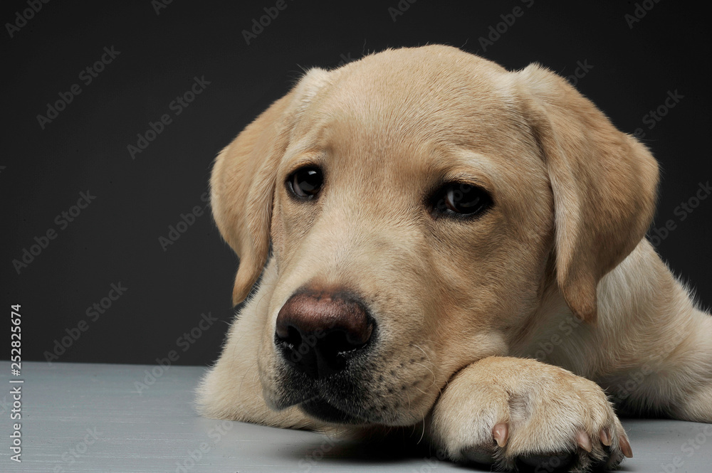 Portrait of an adorable Labrador Retriever puppy looking sadly at the camera Portrait of an adorable Labrador Retriever puppy looking sadly at the camera