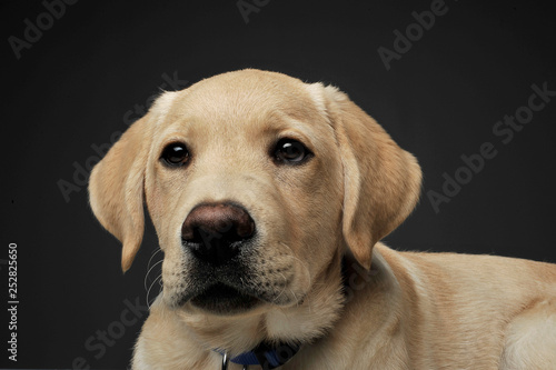 Portrait of an adorable Labrador Retriever puppy looking curiously at the camera