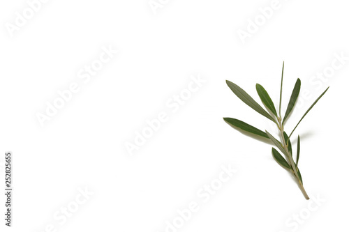 olive branch on white background