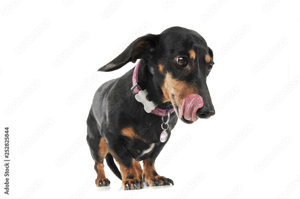 Studio shot of an adorable short haired Dachshund licking her lips