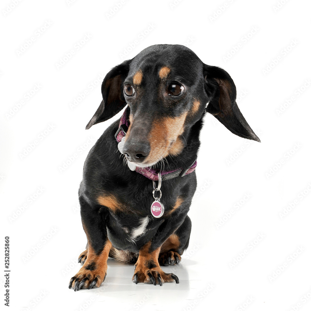 Studio shot of an adorable short haired Dachshund looking shy