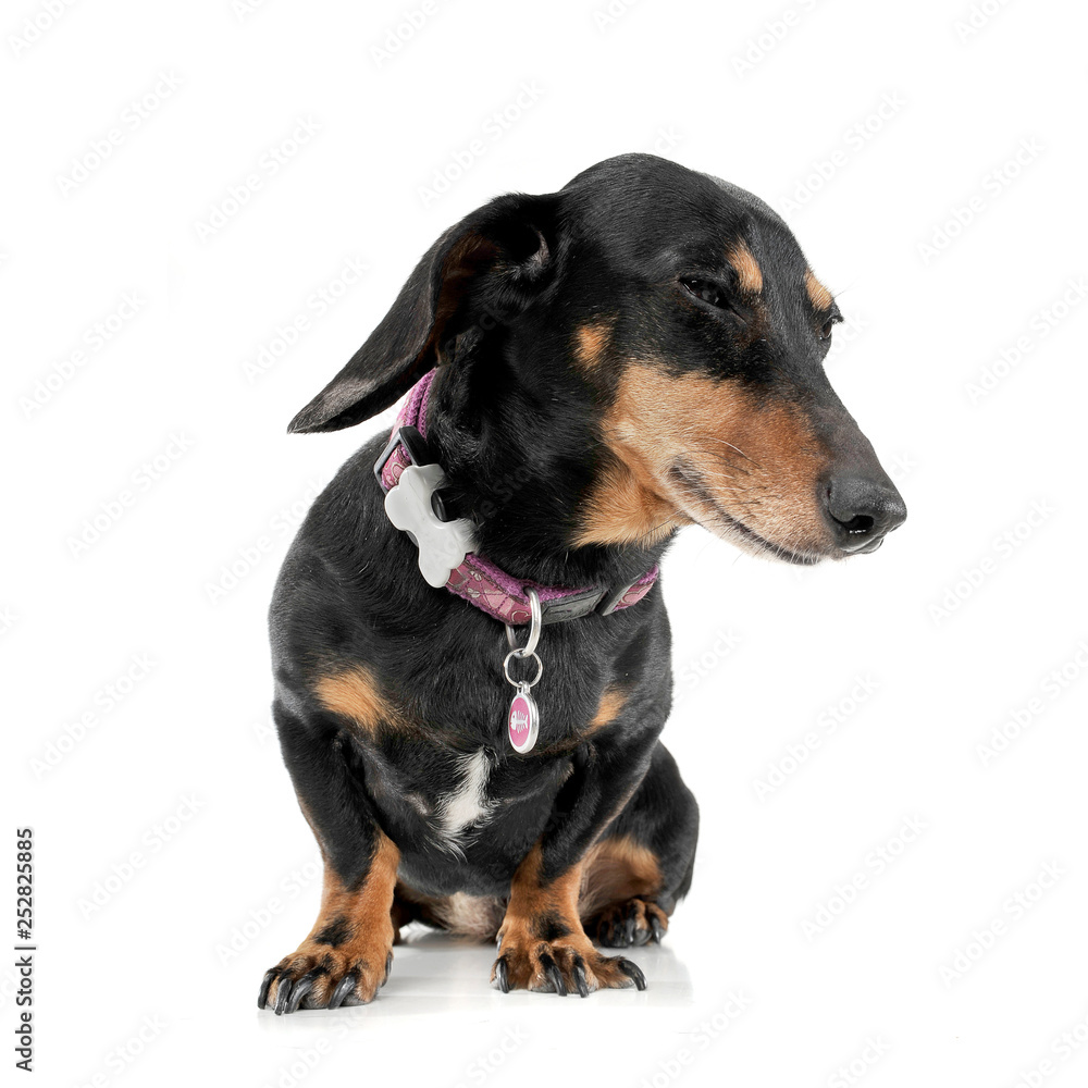Studio shot of an adorable short haired Dachshund looking satisfied